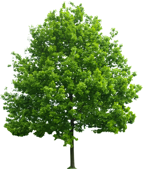 Green Tree  
